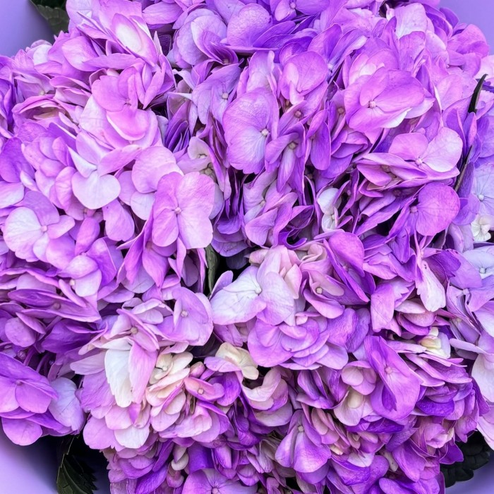 5 сиреневых гортензий