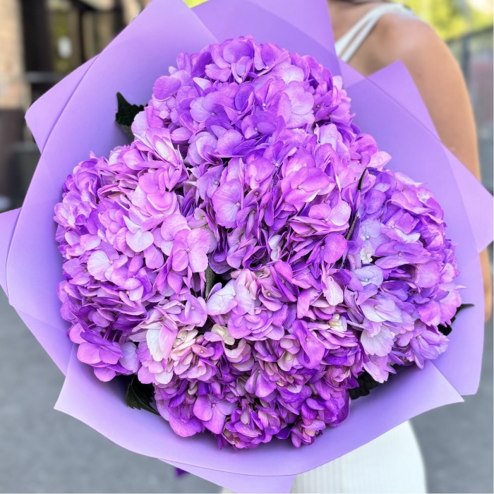 5 сиреневых гортензий