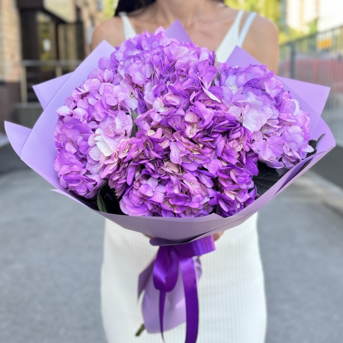 5 сиреневых гортензий