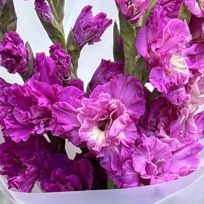 5 фиолетовых гладиолусов