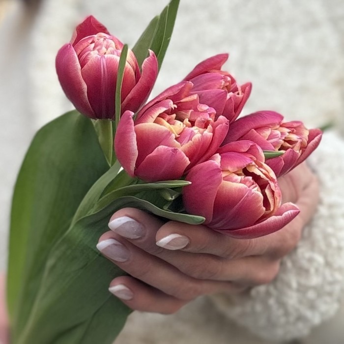 5 розовых тюльпанов Коламбус