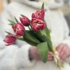 5 розовых тюльпанов Коламбус