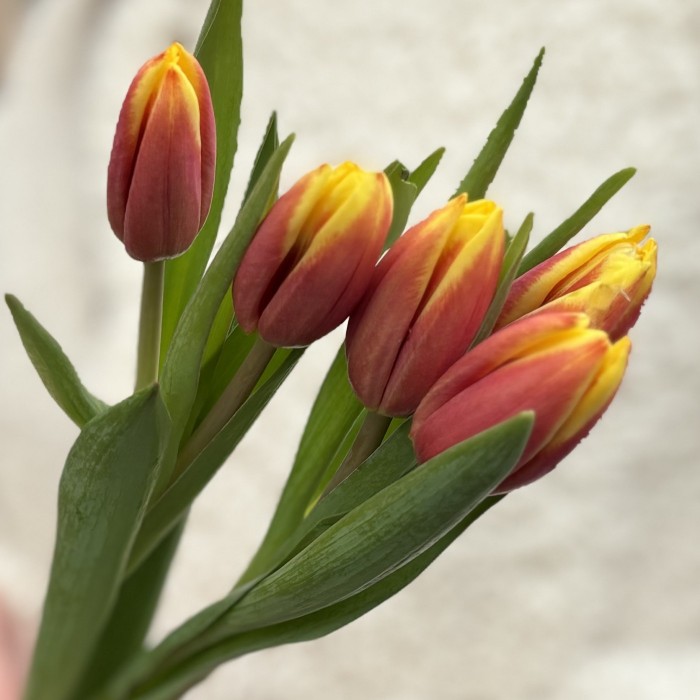 5 красно-желтых тюльпанов Денмарк