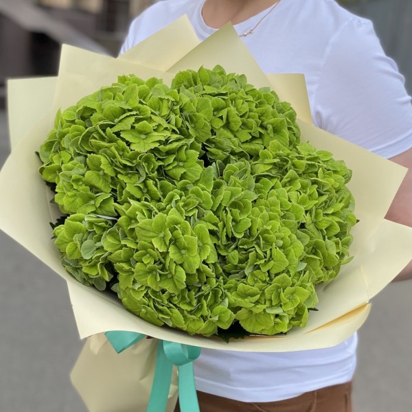 5 зеленых гортензий Дарк Грин