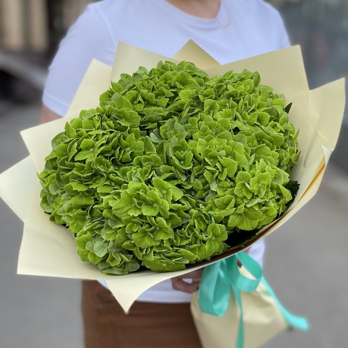 5 зеленых гортензий Дарк Грин