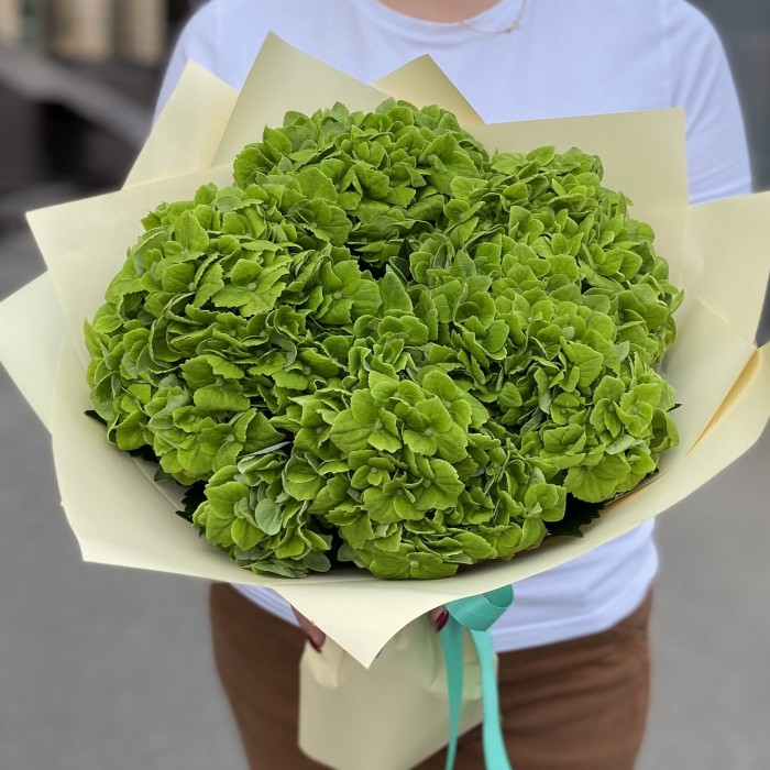 5 зеленых гортензий Дарк Грин