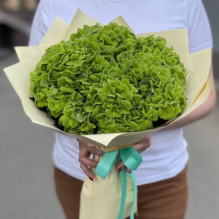 5 зеленых гортензий Дарк Грин