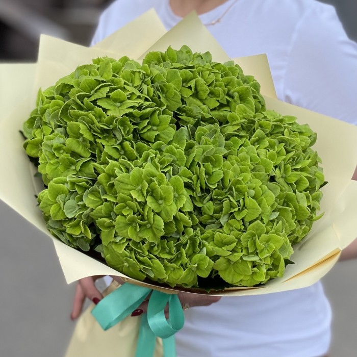 5 зеленых гортензий Дарк Грин