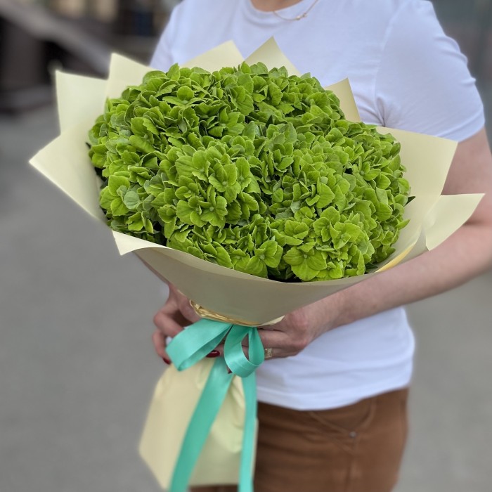 5 зеленых гортензий Дарк Грин