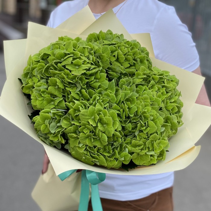 5 зеленых гортензий Дарк Грин