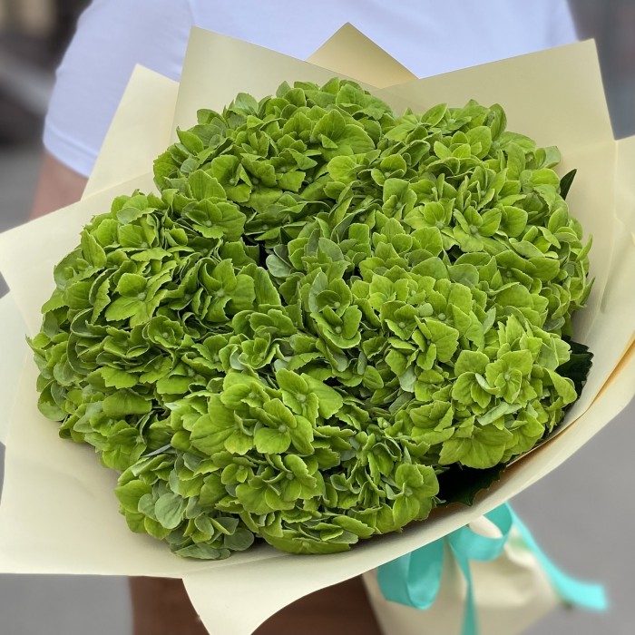 5 зеленых гортензий Дарк Грин