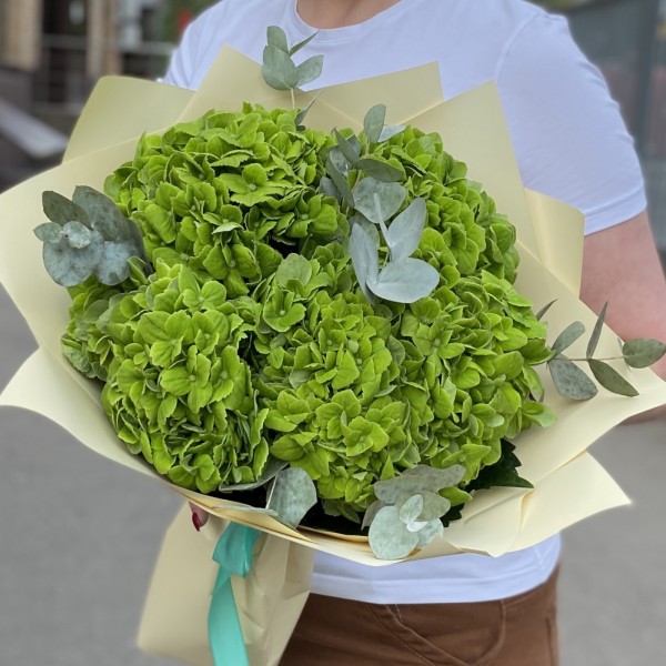 5 зеленых гортензий Дарк Грин с эвкалиптом