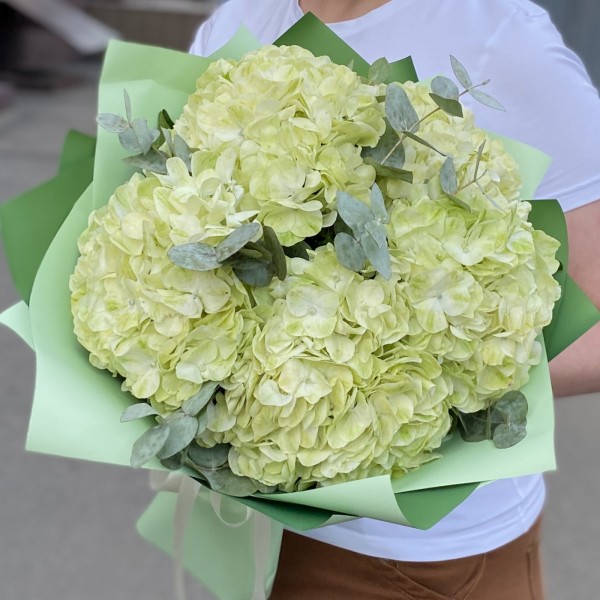 5 гортензий Лайм грин с эвкалиптом