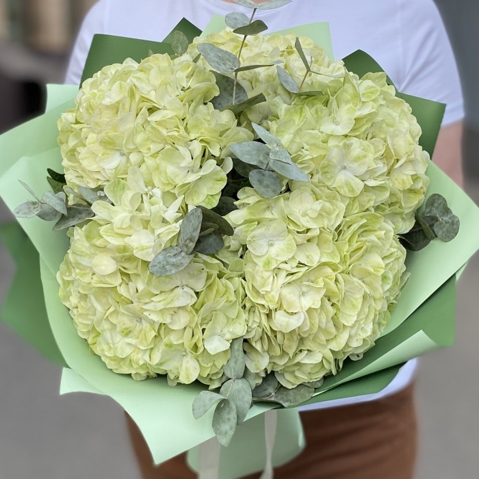 5 гортензий Лайм грин с эвкалиптом