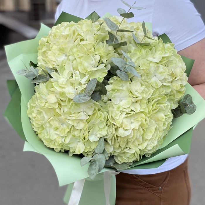 5 гортензий Лайм грин с эвкалиптом