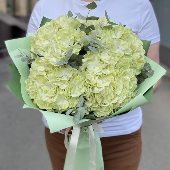 5 гортензий Лайм грин с эвкалиптом