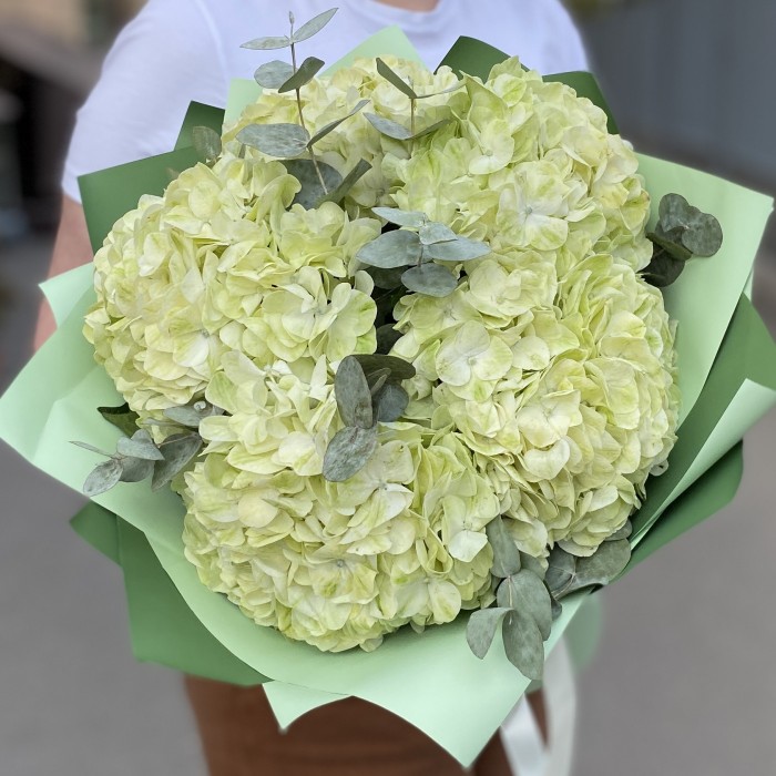 5 гортензий Лайм грин с эвкалиптом