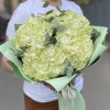 5 гортензий Лайм грин с эвкалиптом