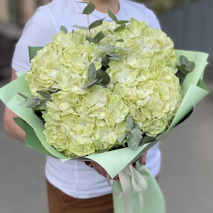 5 гортензий Лайм грин с эвкалиптом