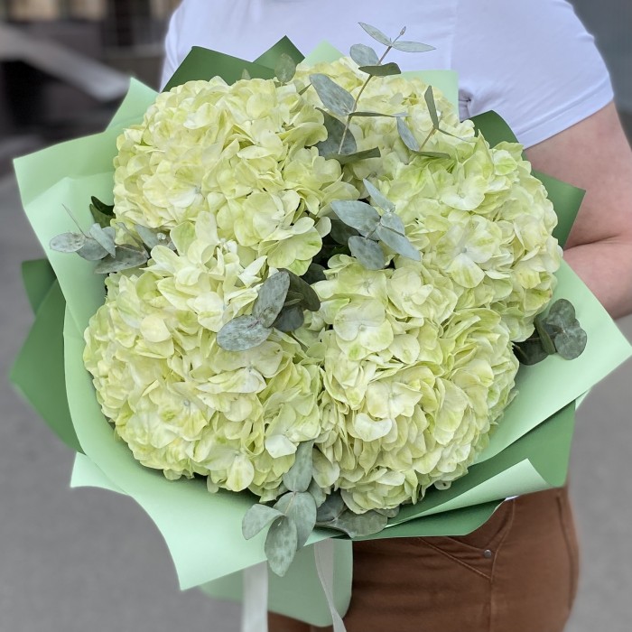5 гортензий Лайм грин с эвкалиптом