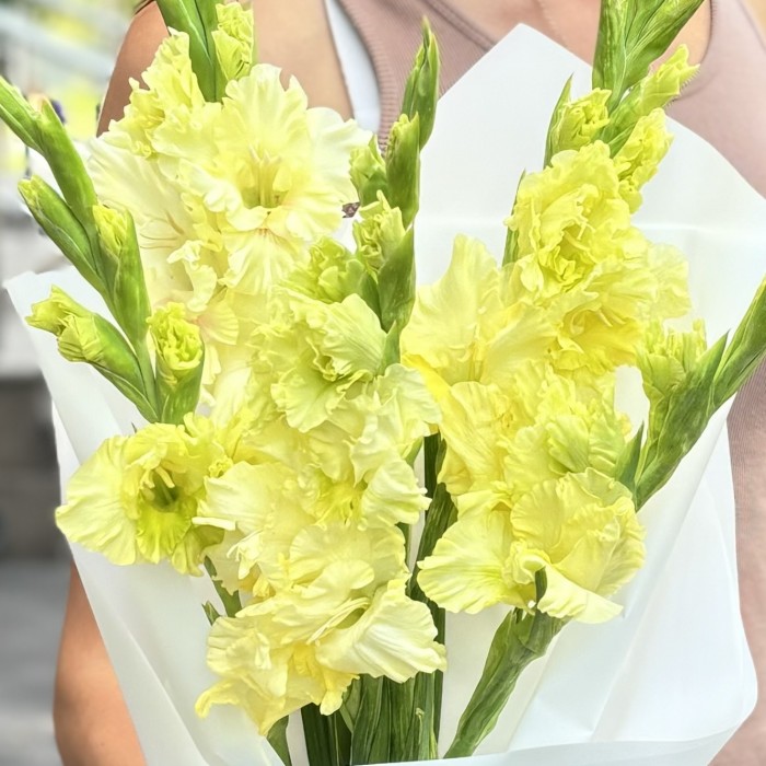 5 желтых гладиолусов