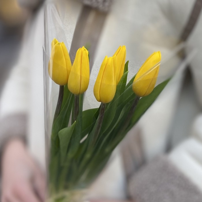 5 желтых тюльпанов в пленке