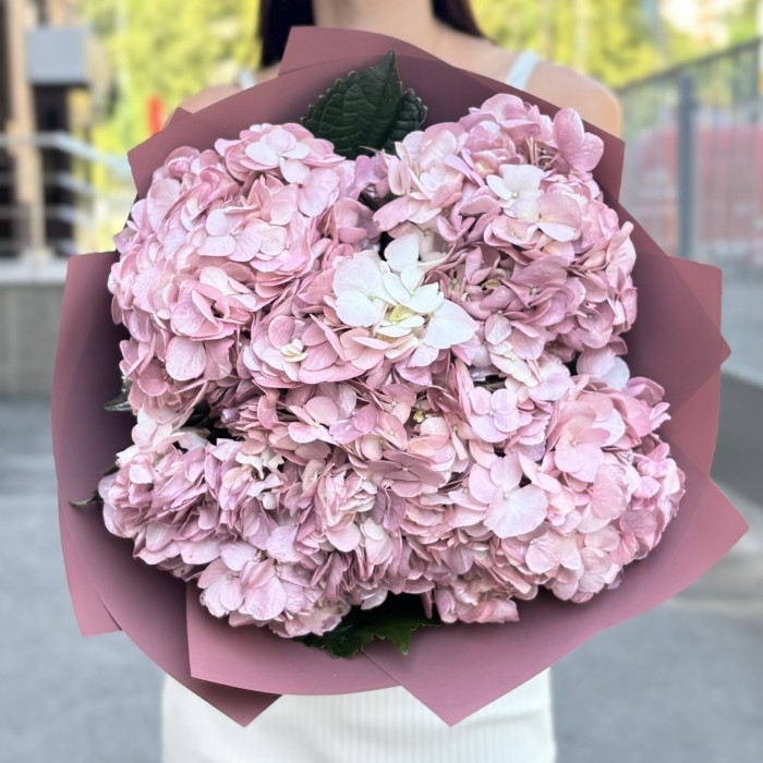 5 жемчужно-розовых гортензий