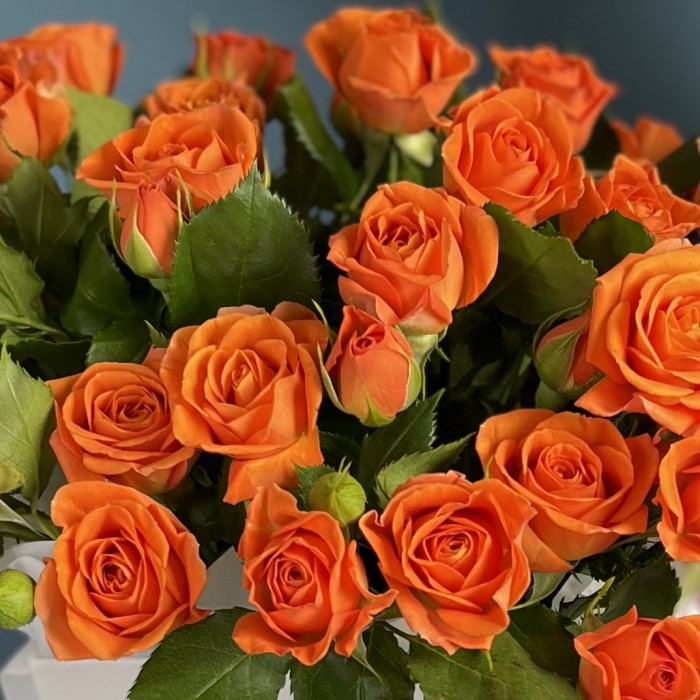 7 кустовых оарнжевых роз Чарминг Бейб в коробке