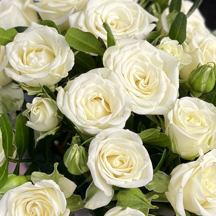 7 кустовых роз Сноуфлейк в коробке