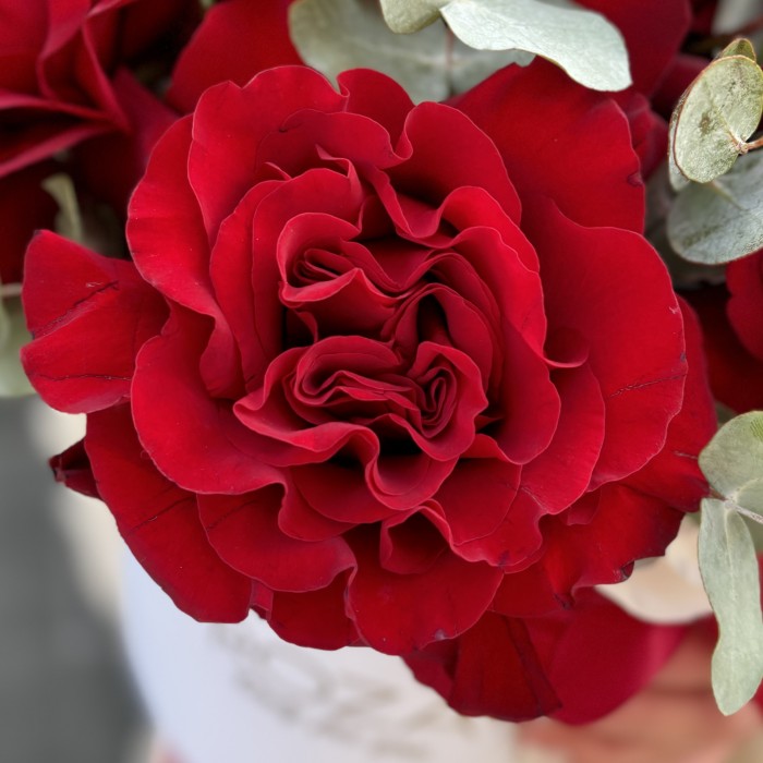 7 пышных роз Хартс с эвкалиптом в коробке