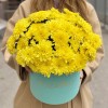 7 желтых кустовых хризантем Балтика в коробке