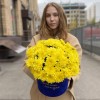 7 желтых кустовых хризантем Балтика в коробке Любимой Мамочке
