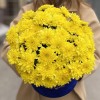 7 желтых кустовых хризантем Балтика в коробке Любимой Мамочке