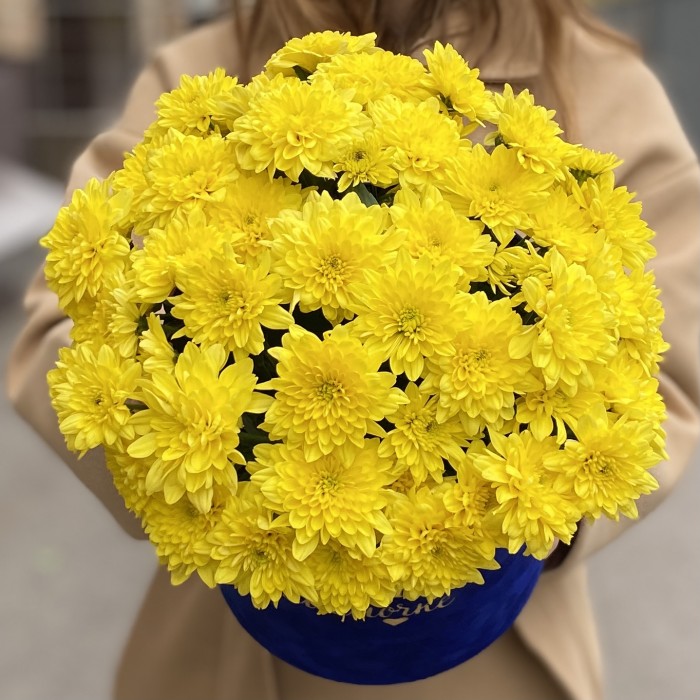 7 желтых кустовых хризантем Балтика в коробке Любимой Мамочке