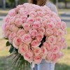 75 розовых роз Новия 70 см