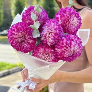 7 бело - фиолетовых георгин