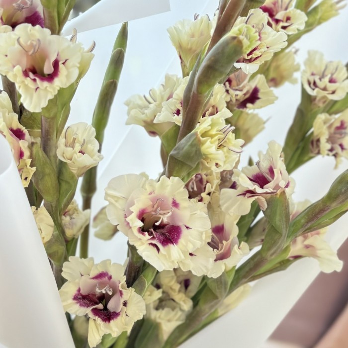 7 бело-фиолетовых гладиолусов