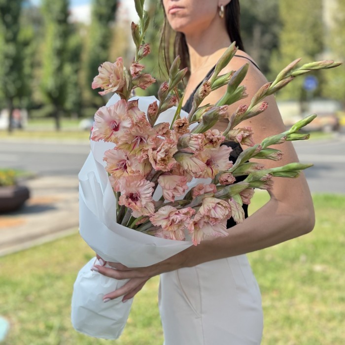 7 бело-розовых гладиолусов