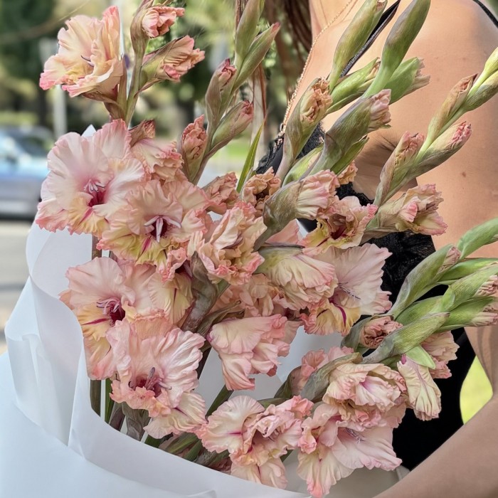 7 бело-розовых гладиолусов