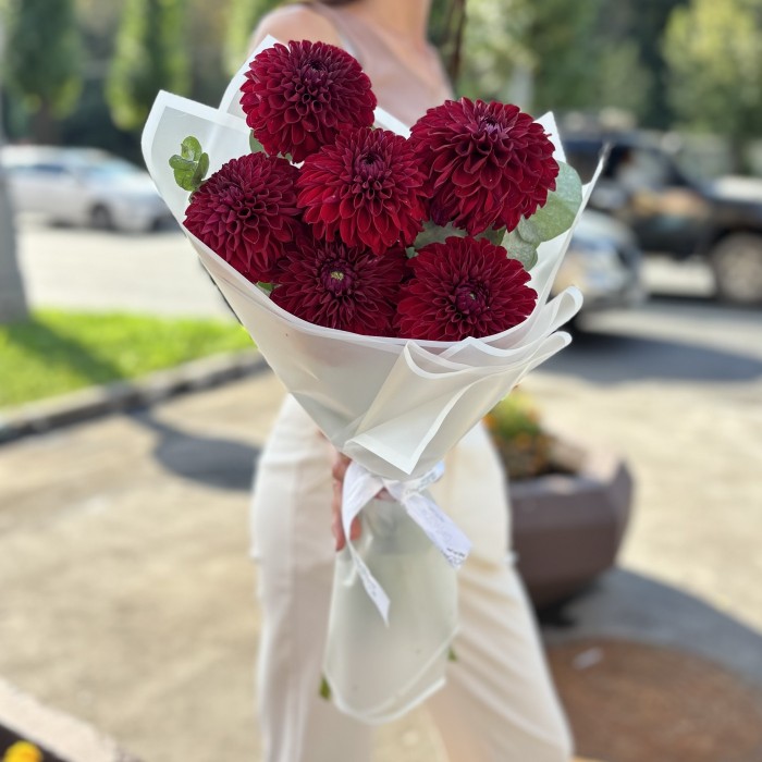 7 бордовых георгин Помпон