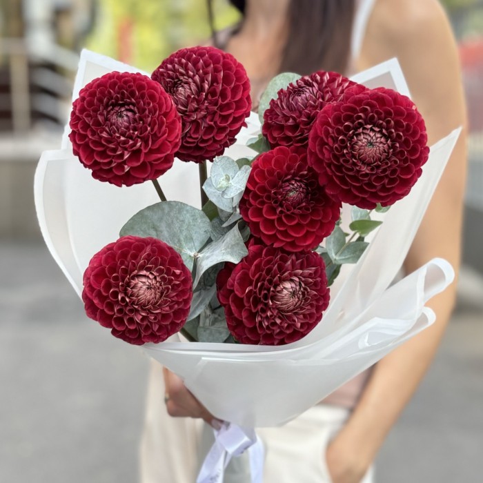 7 бордовых георгин Помпон