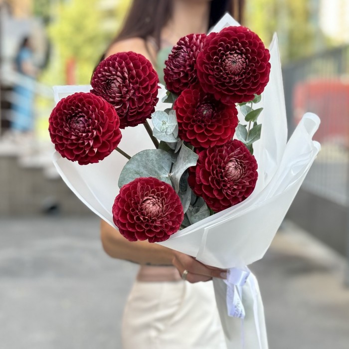 7 бордовых георгин Помпон