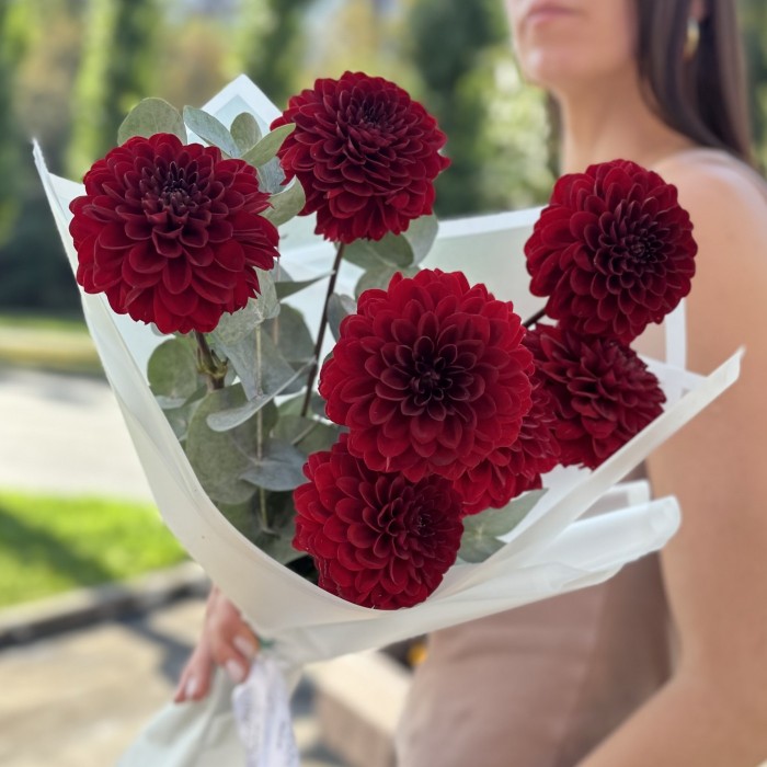 7 бордовых георгин Помпон