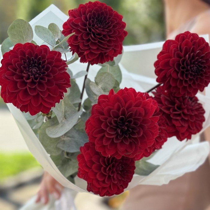 7 бордовых георгин Помпон