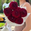 7 бордовых георгин Помпон