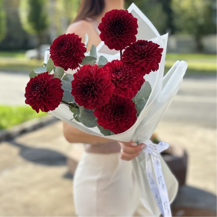 7 бордовых георгин Помпон