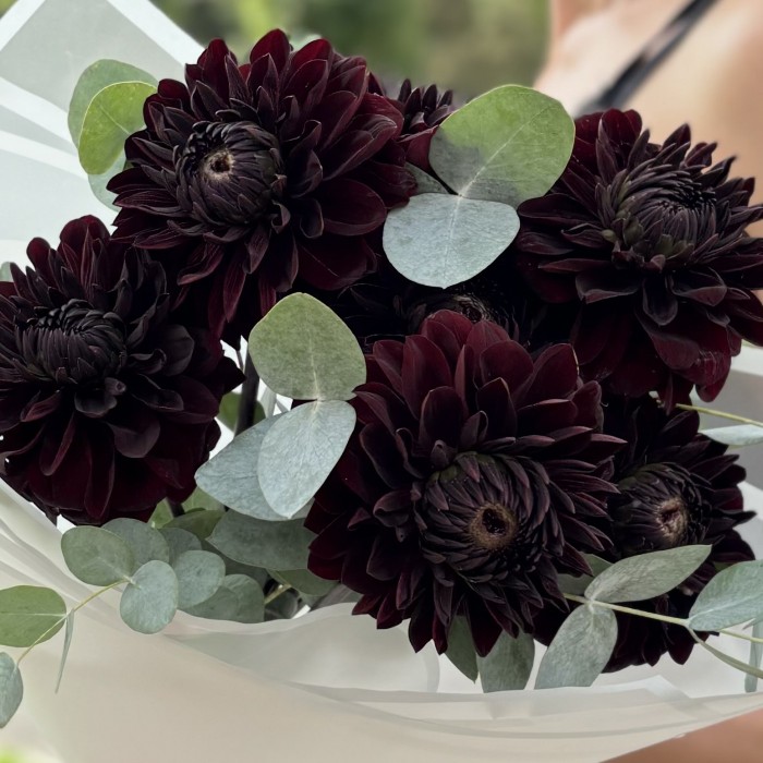7 черных георгин с эвкалиптом