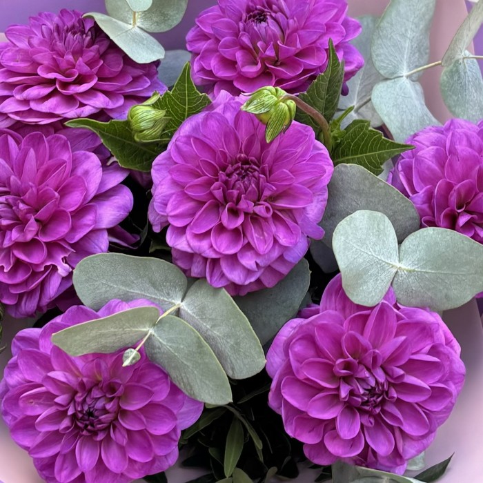 7 фиолетовых георгин с эвкалиптом