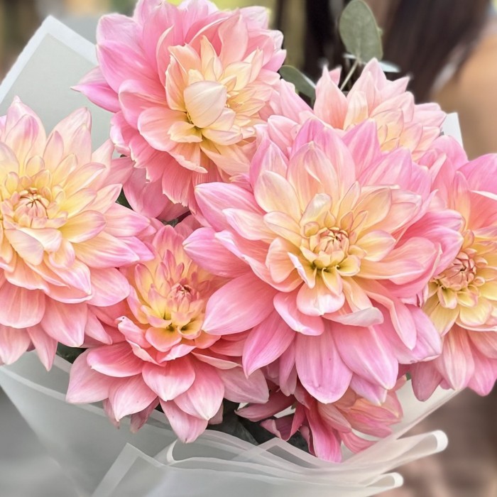 7 георгин Диана Мемори