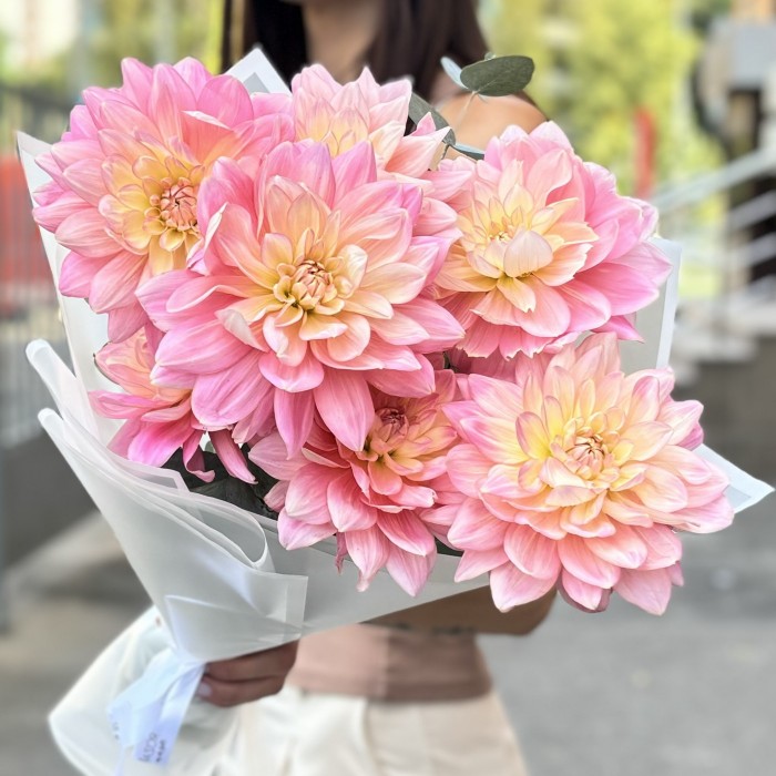 7 георгин Диана Мемори